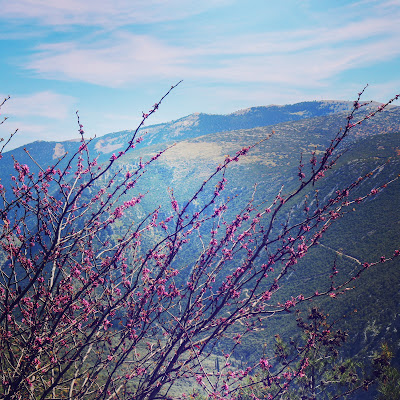 Grecia in fiore. di EricaGloria