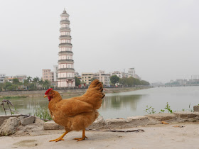 untethered chicken walking in Gaozhou