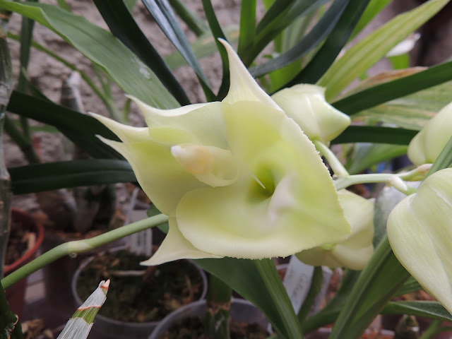 Catasetum x tapiriceps DSCN1301