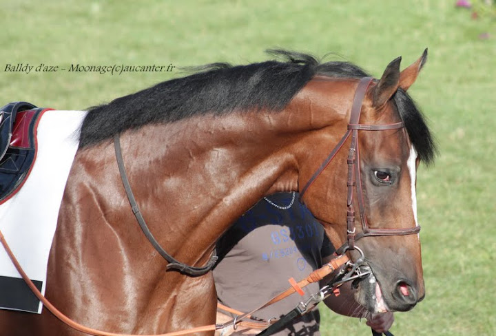 Photos Pornichet le 7-08-2015 IMG_3702