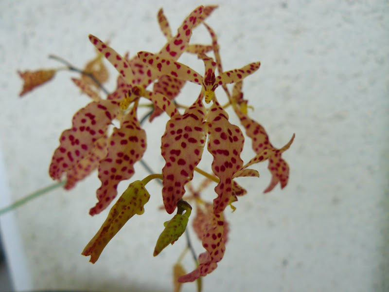 Renanthera Amayani (monachica x citrina) P1050214