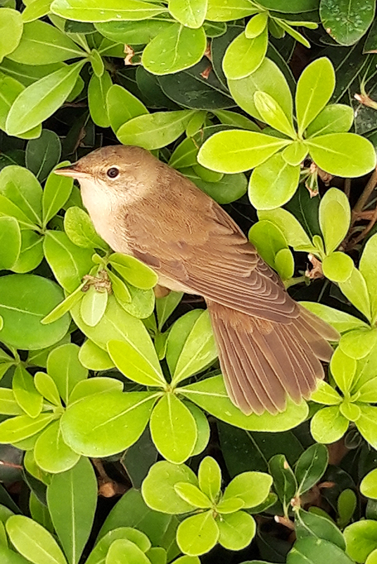 Garden warbler