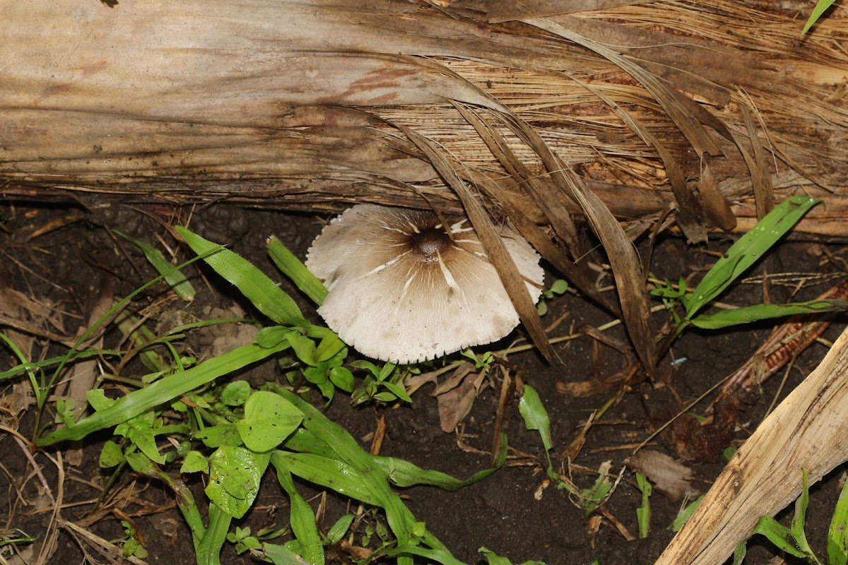 Mushroom