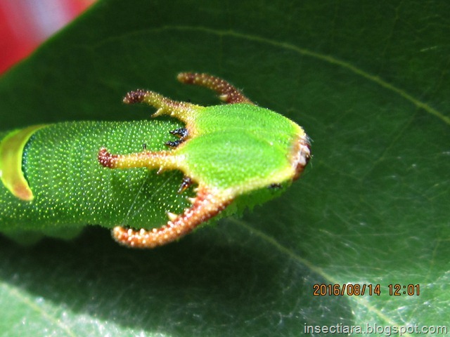 Species Polyura schreiber (Godard, 1824) – (Blue Nawab)