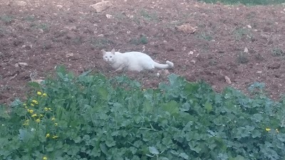 Photos of Johfiyeh Park