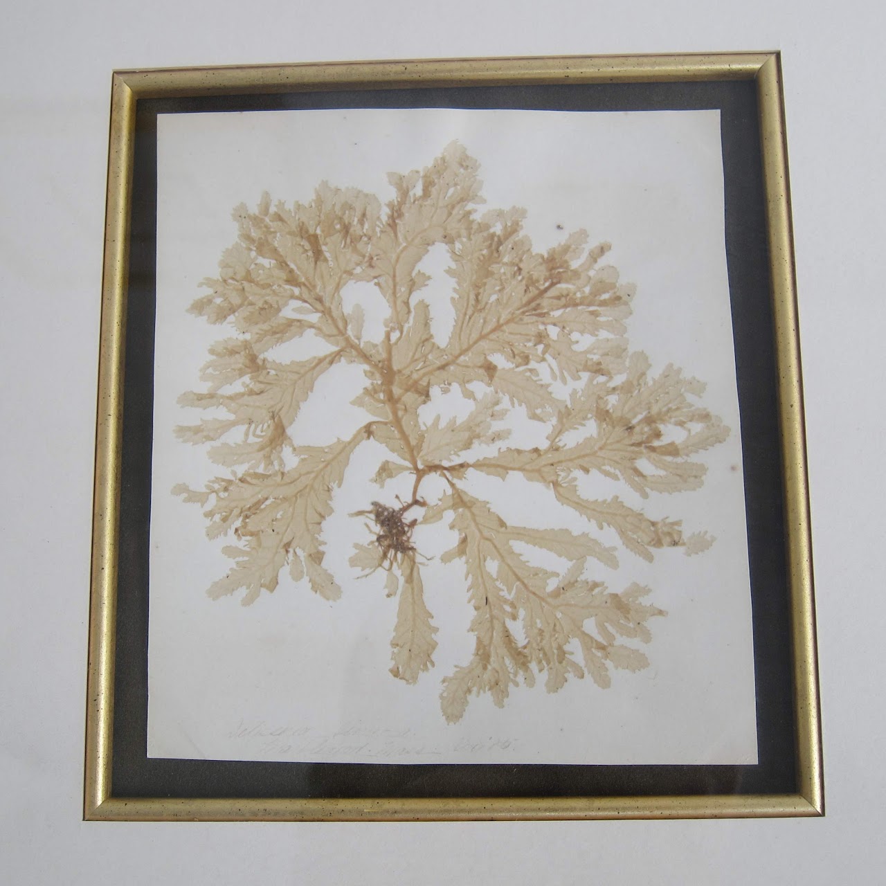 Framed Antique Herbarium Lot