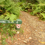 Track and track marker in pines camping ground in the Watagans (320630)