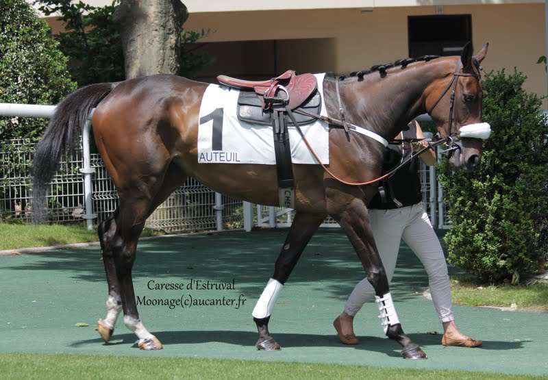 Photos Auteuil 7-06-2015 Journée Grande Course de Haies IMG_1228