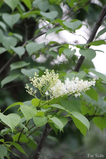 Japanese Tree Lilac Blooms