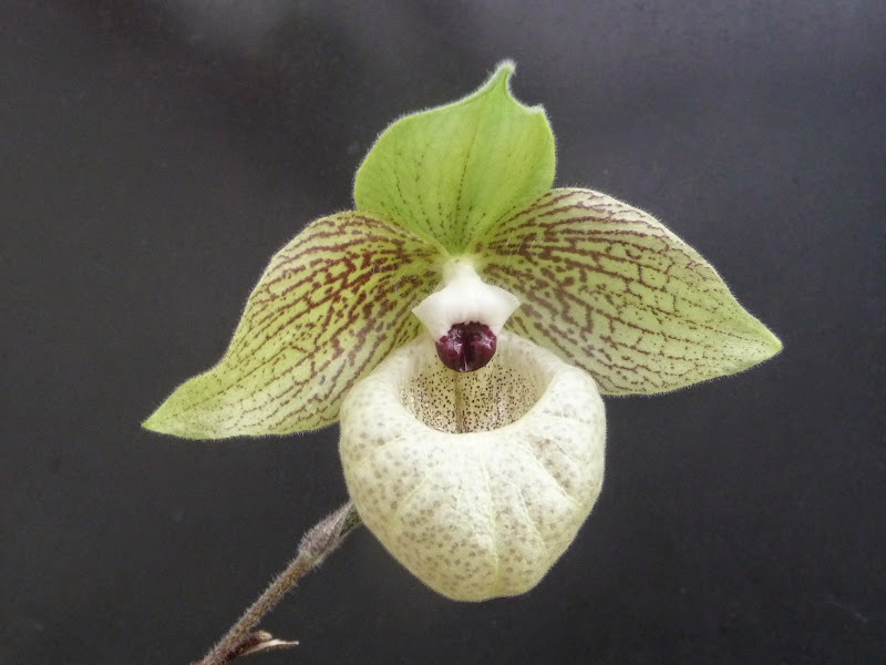 Paphiopedilum jackii P1220157