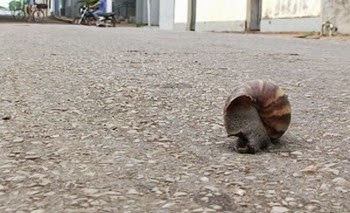 Caramujos africanos assustam Rosarienses que moram no centro da cidade