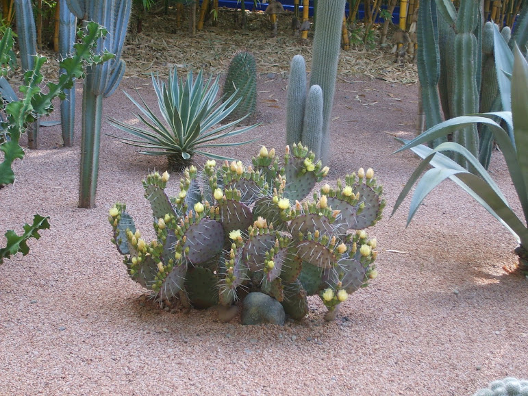 16 avril - le jardin Majorelle S5000895