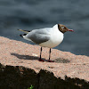 Black headed Gull