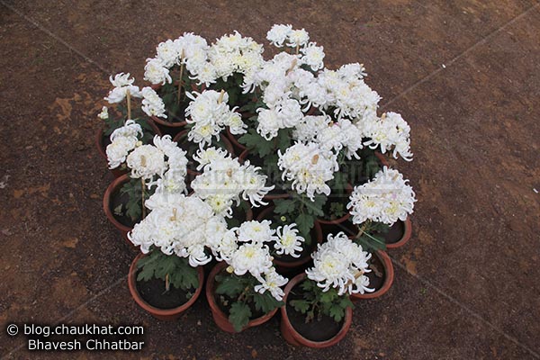 Chrysanthemum flowers - Guldaudi flowers