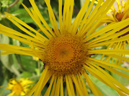  yellow daisy 