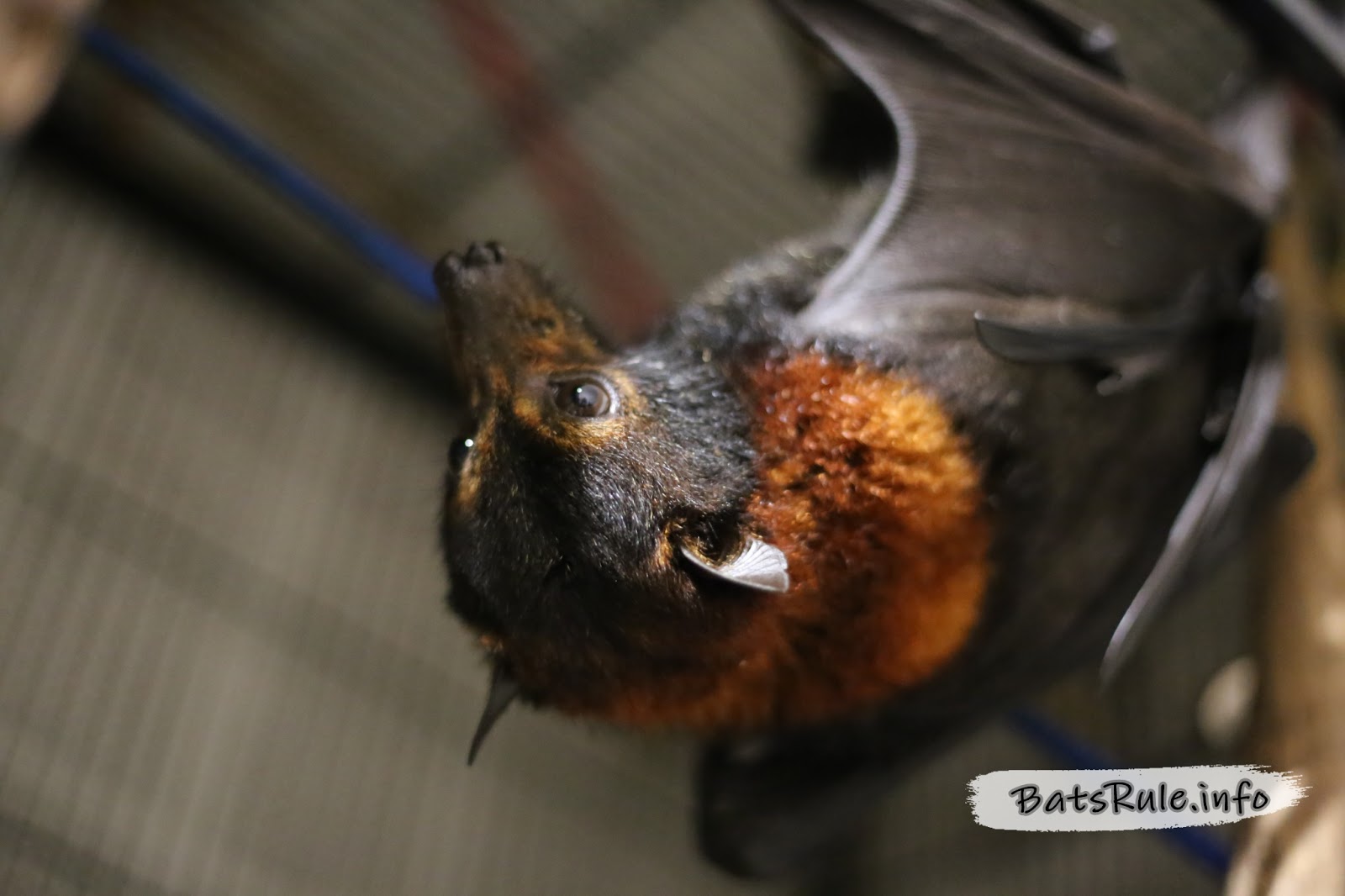 Rescue | Megabat black male Flying-fox, Fruit bat