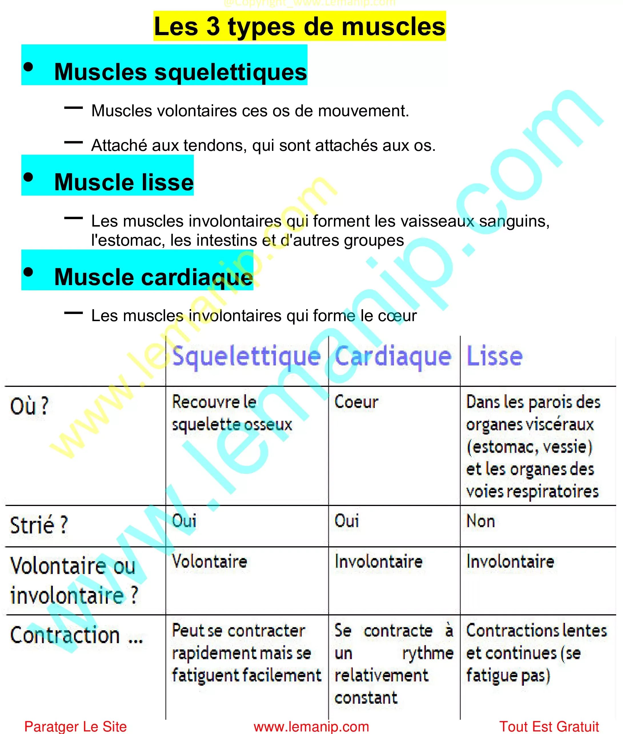 Les 3 types de muscles