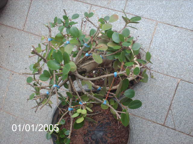 Ficus Panda pra futuro proximo.... PICT0739