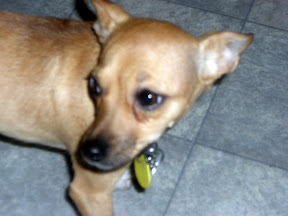 Picasa