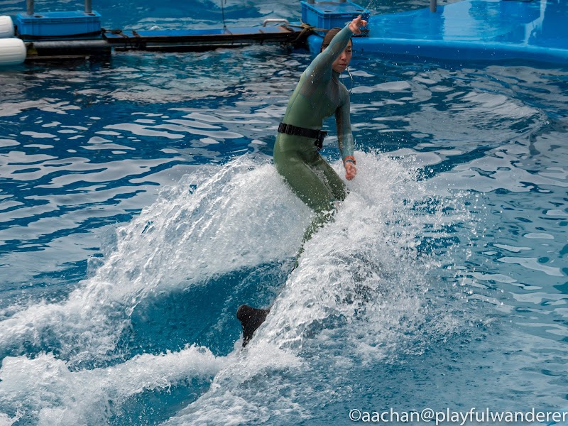 2017仙台うみの杜水族館 uminomori (13 - 74).jpg