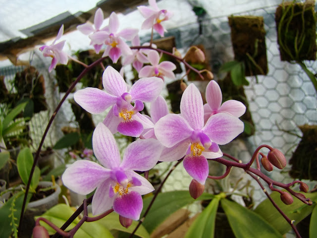 Phalaenopsis Baguio x equestris DSC00655