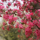 Flower tree