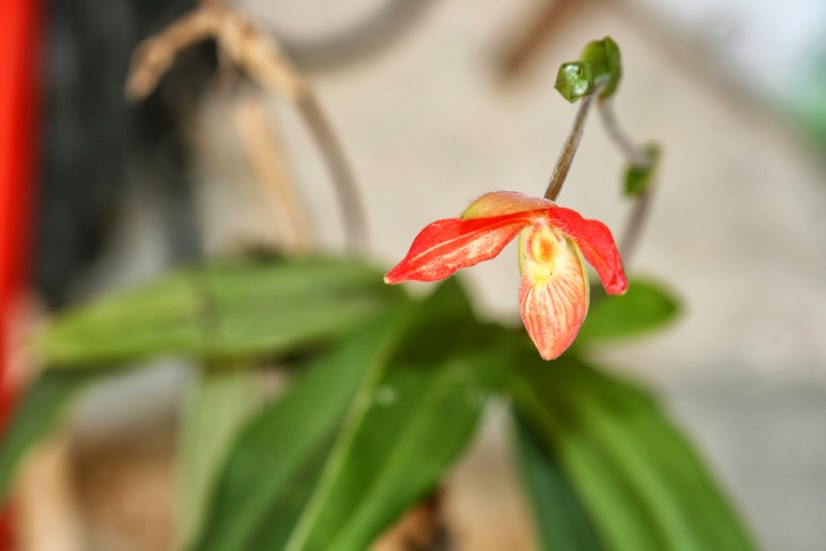 Phragmipedium besseae IMG_1616