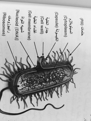 ارسم مخططا لخلية بكتيرية