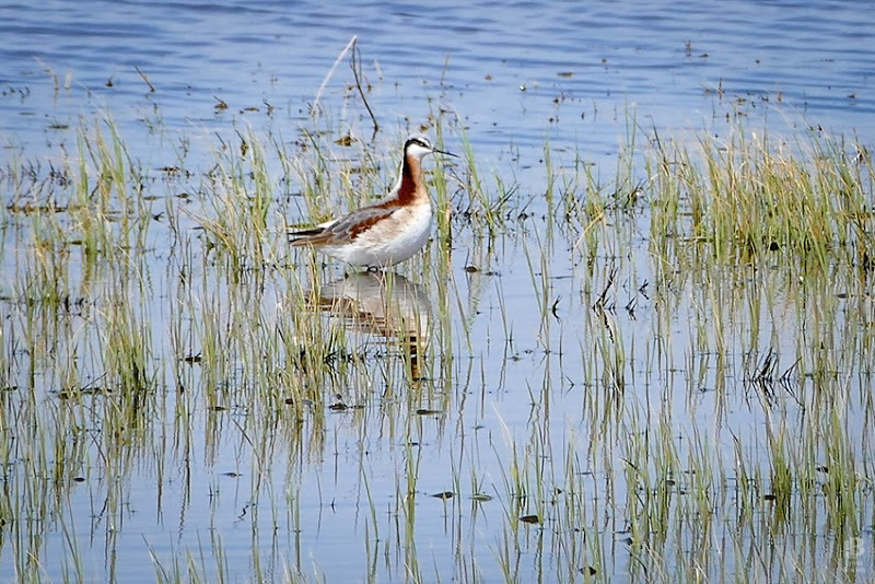 Wilson's Phalarope P1020805