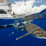 Oceanic whitetip shark 