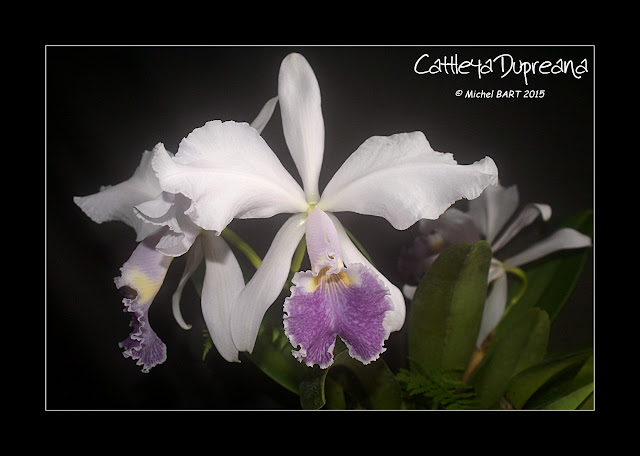 Cattleya Dupreana f. coerulea 'Kodama' Cattleya_Dupreana