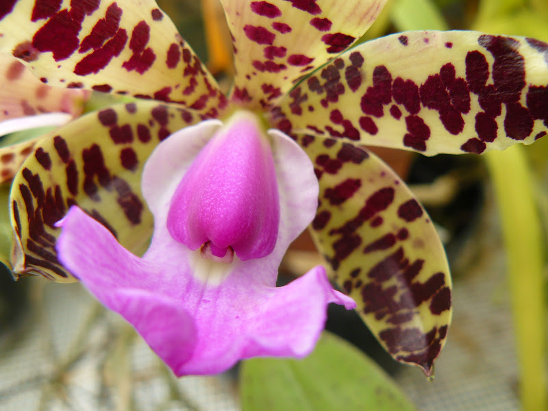 Cattleya aclandiae P1050671