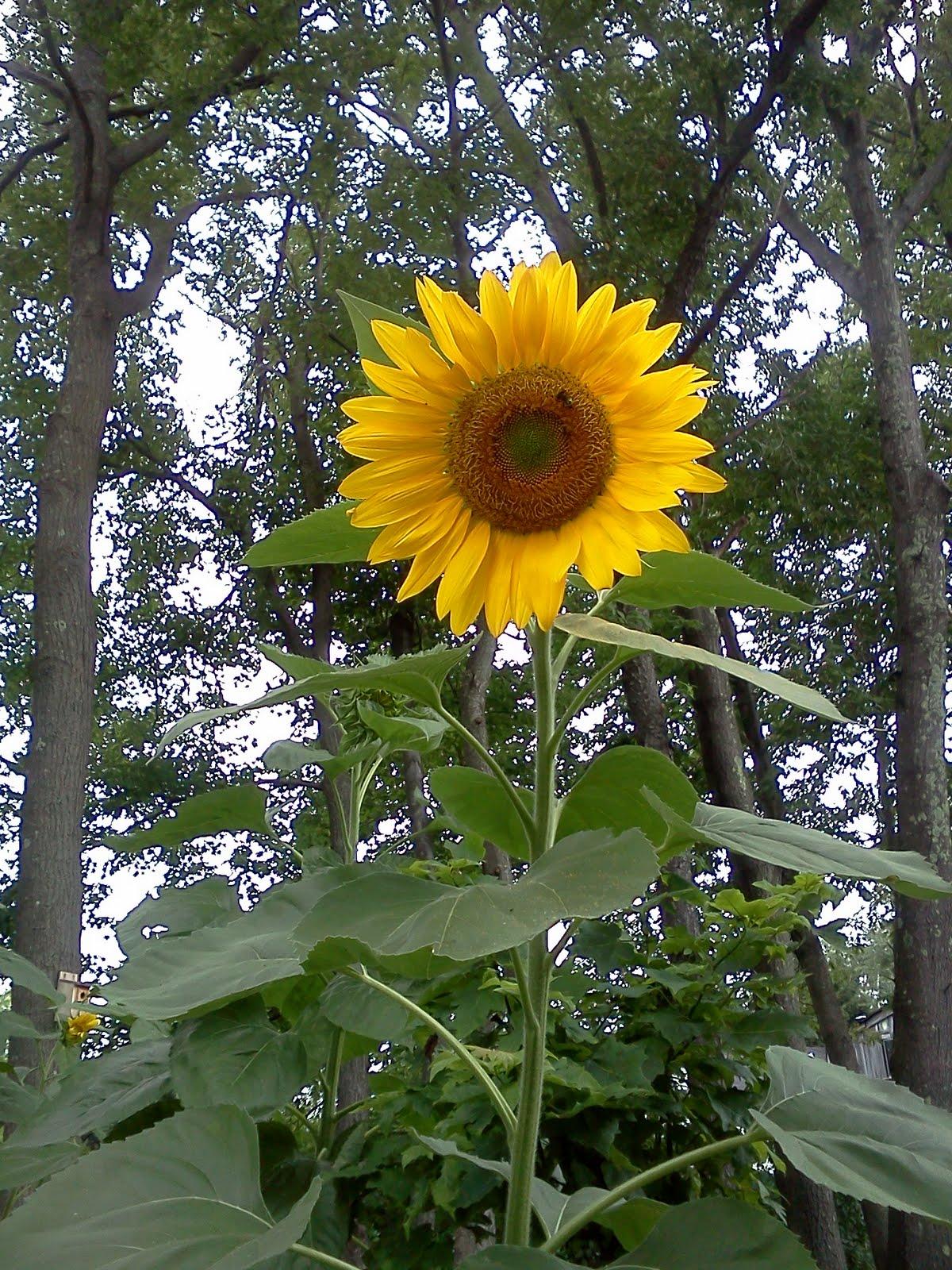 sunflowers had bloomed.