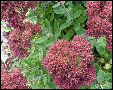 sedum-spectabile-autumn-joy7