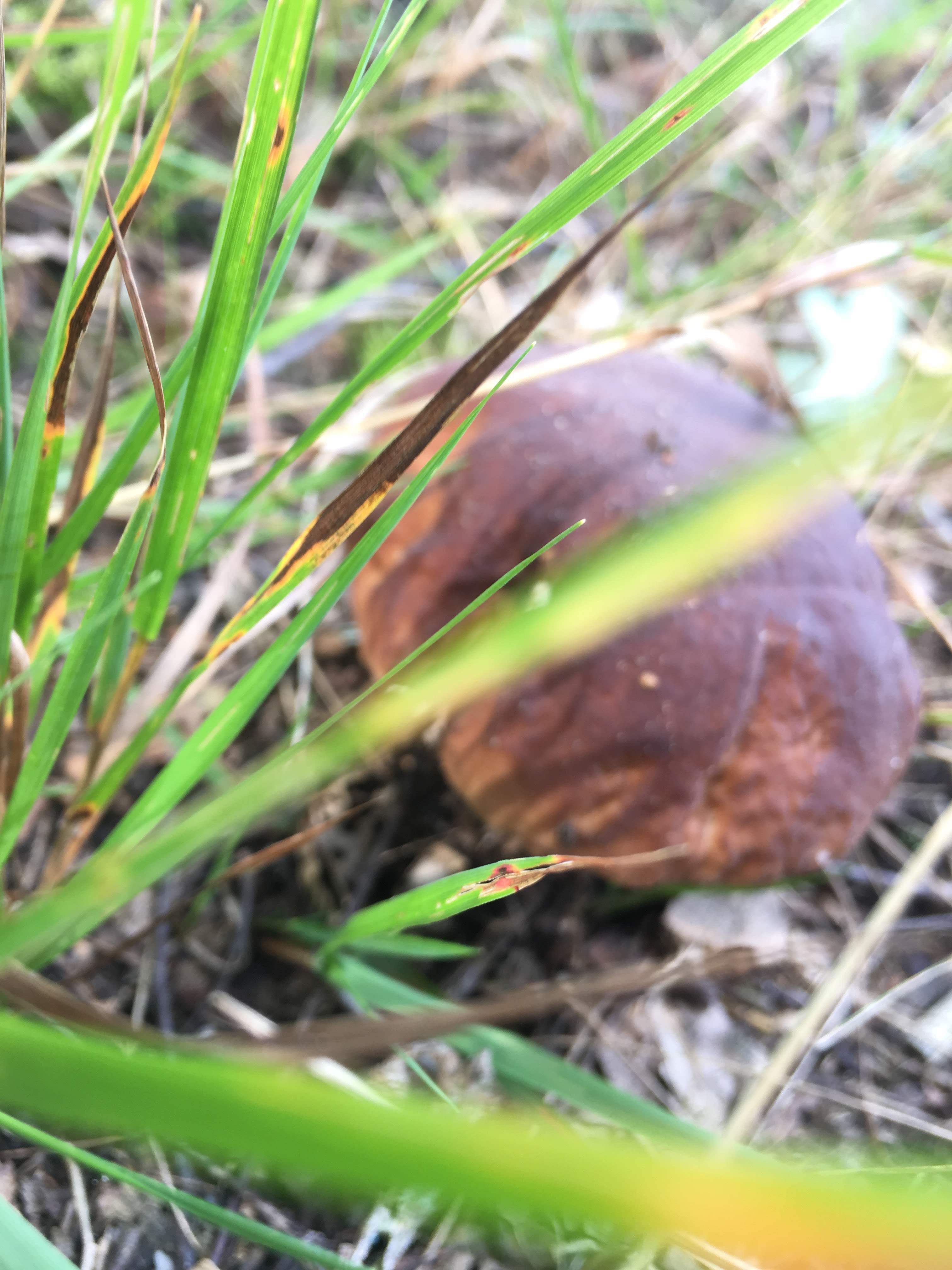 mushrooms, forest, Poland