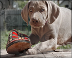 https://lh3.googleusercontent.com/-NWlLoJ-TfDQ/Tb18EOeZdGI/AAAAAAAAASE/B5jrid9kmK8/weimarivizsla.png