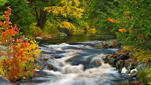 Autumn Color, Rosseau River, Muskoka Region, Ontario.jpg