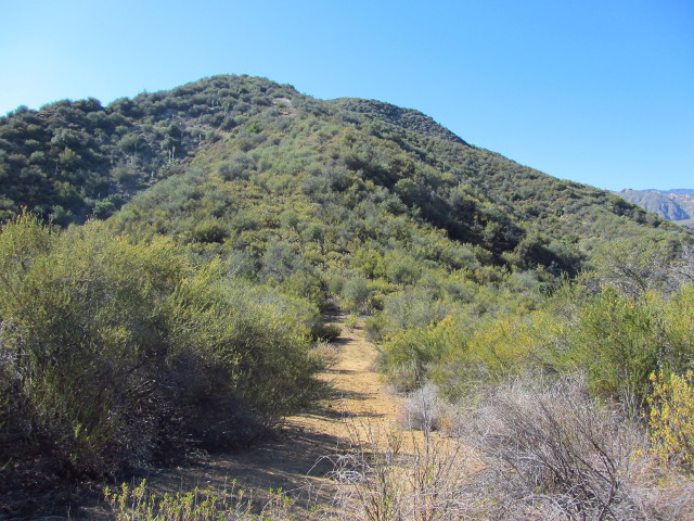 fuel break and old road cut heading up the ridge line