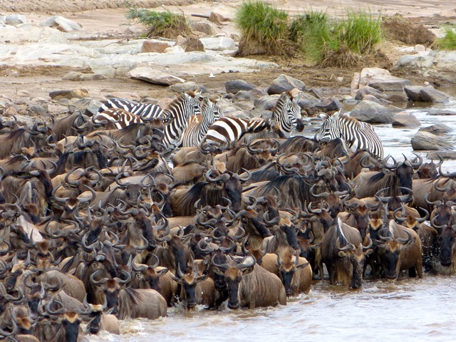 Wildebeest migration—every year they travel 500 miles to a grassy plain in the Serengeti to birth their calves. From Want to go on Safari in Tanzania? Read this first...