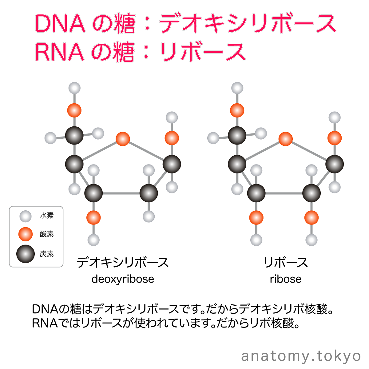 t112-21-デオキシリボース・リボース.png