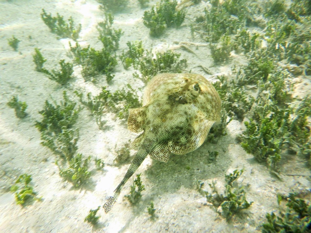 Yellow stingray