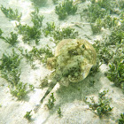 Yellow stingray