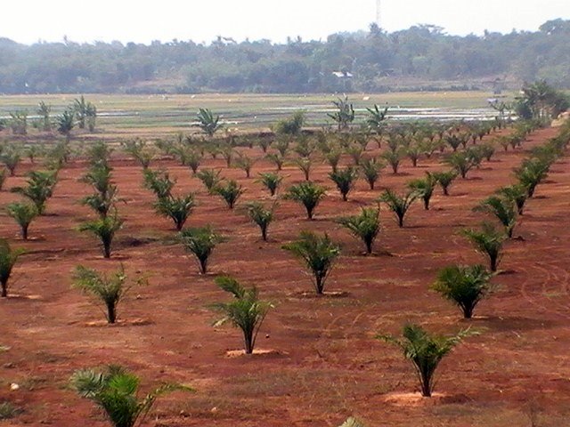 Mekarsari Oil Palm Research Center, Cileungsi - Indonesia