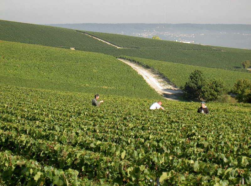 Image principale de Champagne Pierre Legras