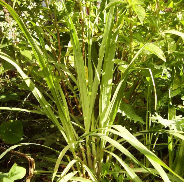 Lemon grass has calming, sedative and anti-depressive properties