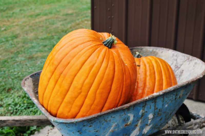 Pumpkin Patch Harvest