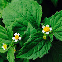 Shaggy Soldier, Fringed Quickweed