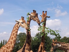 2007.08.09-036 repas des girafes