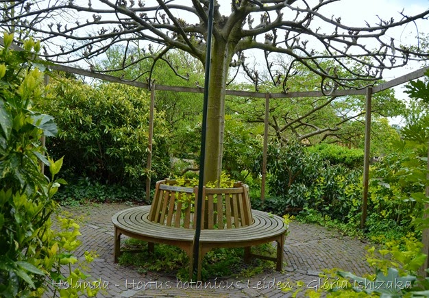 Glória Ishizaka - Hortus Botanicus Leiden - 49