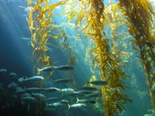 Scientists Look Into Seaweed As Source Of Biofuel In The Future